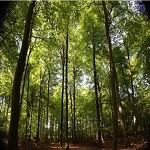 Comprar su propio bosque: ¿qué implica?€
€