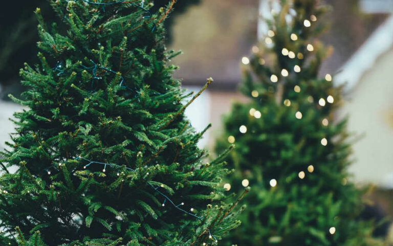 ¿Qué tipo de árbol de Navidad es mejor para el medio ambiente?